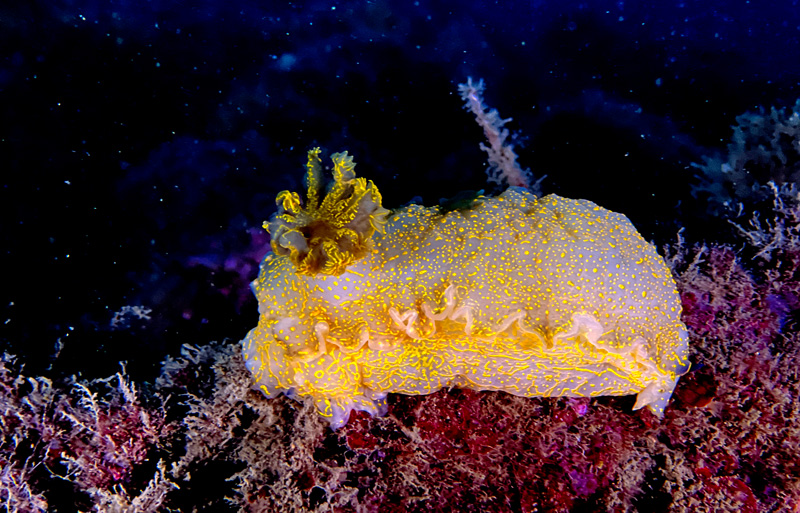 nudibranco fotografato con iphone 14