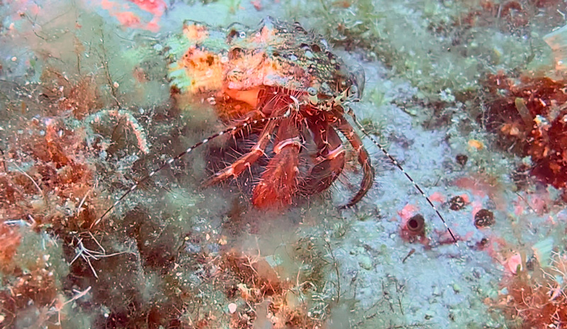 paguro all'isola di Gallinara in Liguria