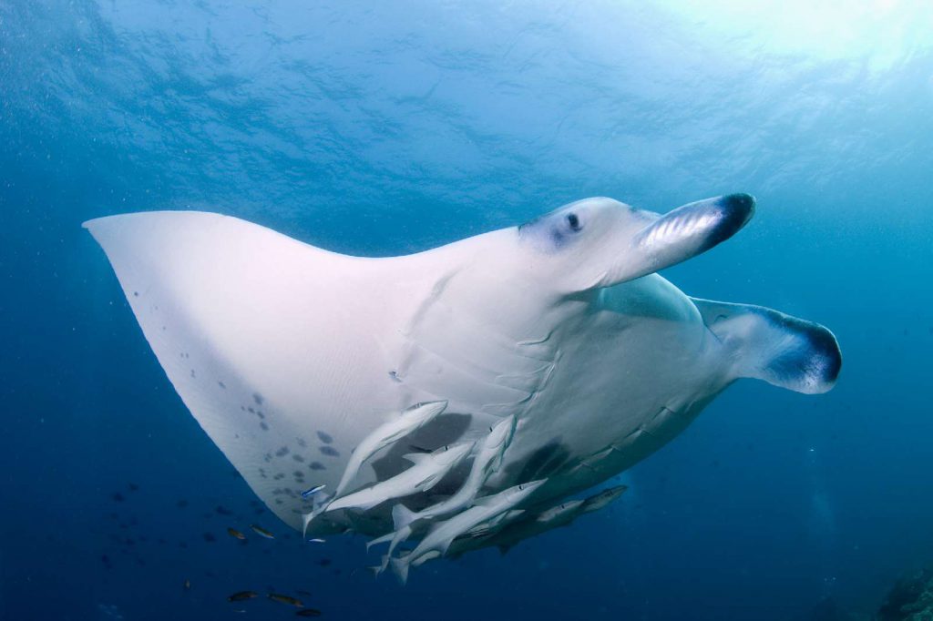 albatros-top-boat-maldive-manta
