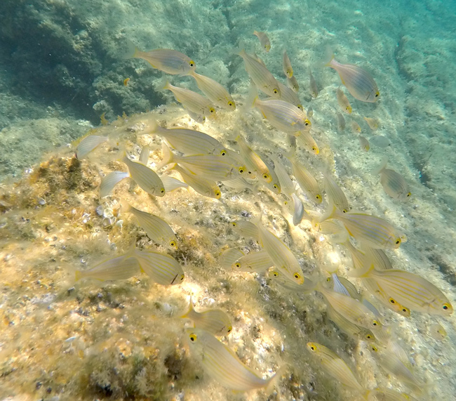 Bordighera-Blu-park pesci-fondale