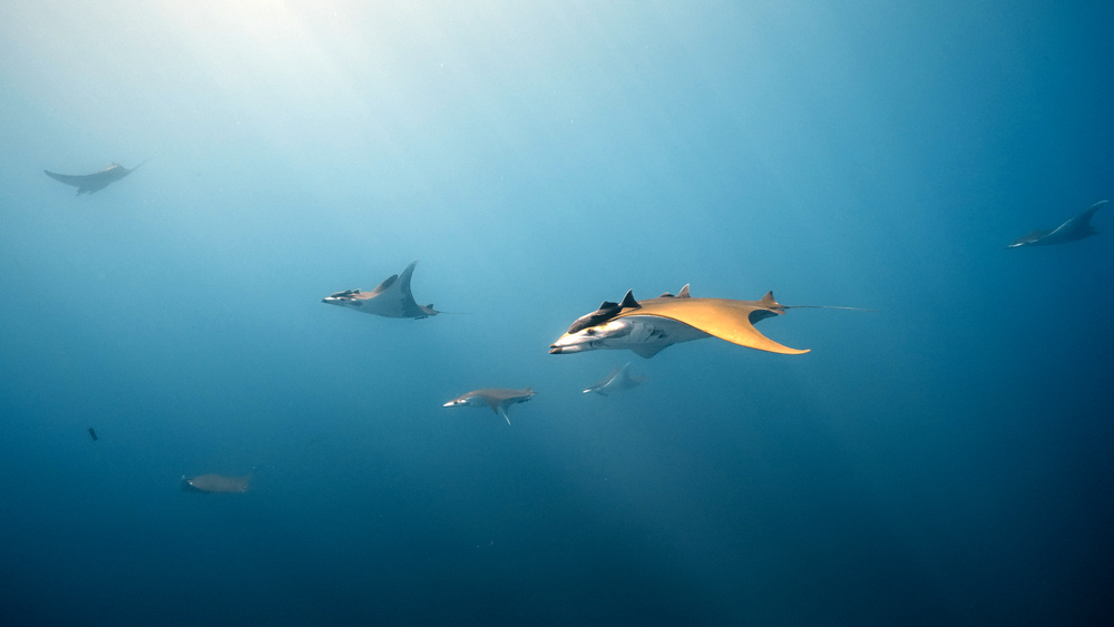 mobule foto immersione sub