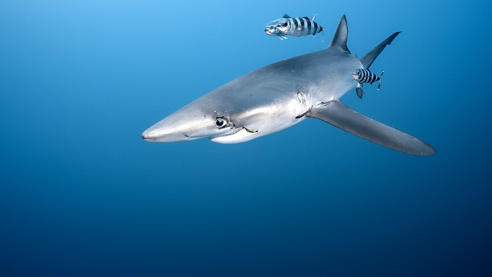 squalo ripreso da benelli videografo subacqueo