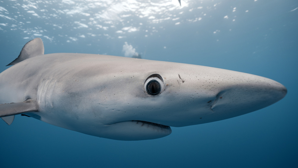 primo piano verdesca occhio di fabio benelli videografo