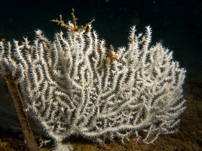 gorgonie-bordighera-blu-park