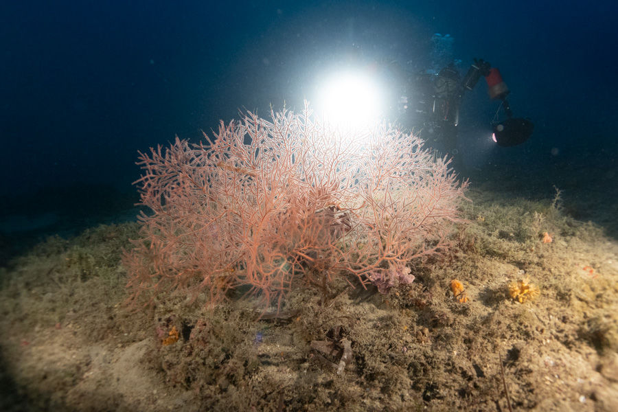 gorgonie-liguria-bordighera subacqueo foto sub