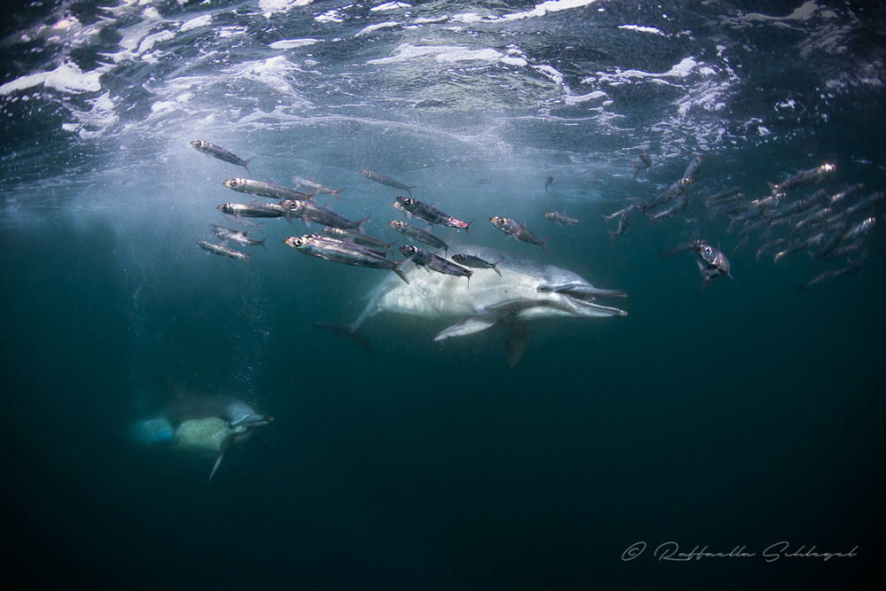 delfini cacciano sardine durante migrazione sardine subacquea