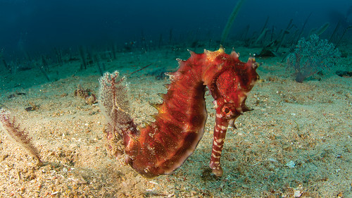 Cavaluccio marino in indonesia subacquea