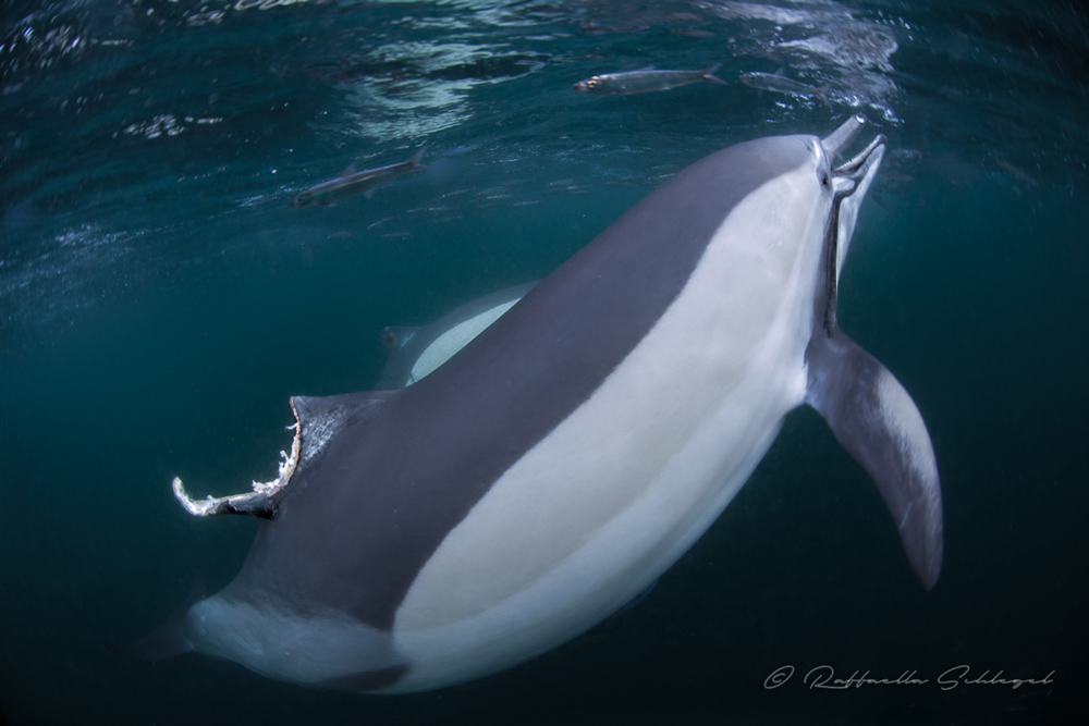 delfino preda sardine durante sardine run sudafrca