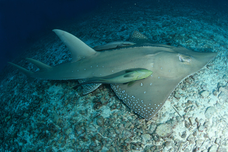 pesce alle maldive immersione durante crociera cupid