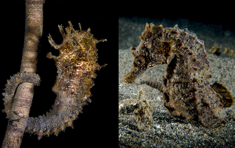 cavallucci-marini subacquea-ricerca