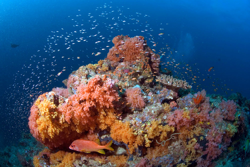 coralli-maldive variazione colori stagionale