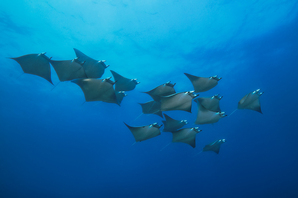 mante-maldive-subacquea