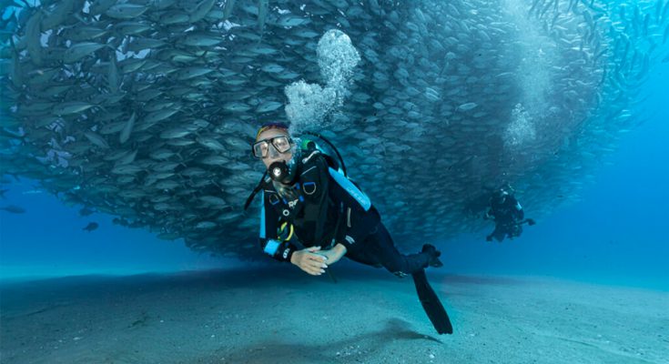 sardine run baja californnia sub
