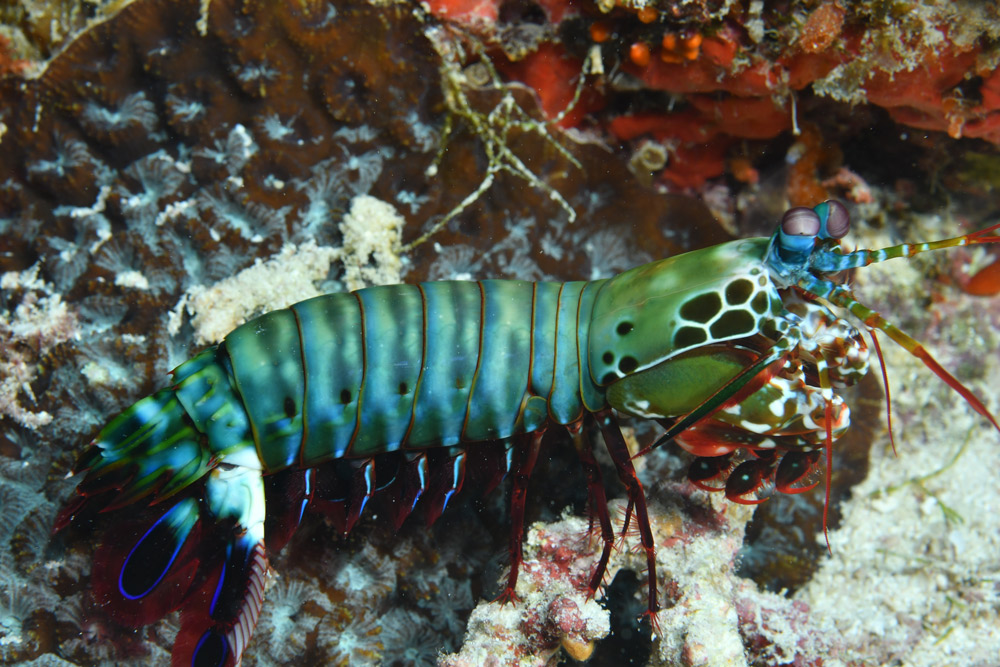 Ciclade maldive sub critters fotosubacquea