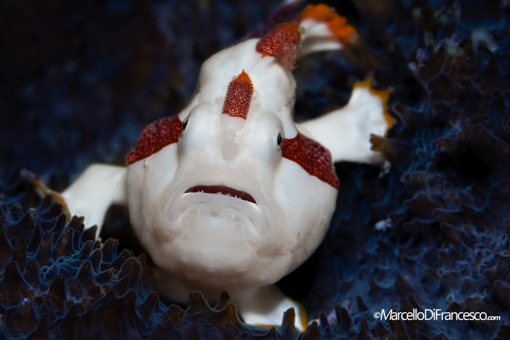 filippine fotografia macro con marcello di francesco