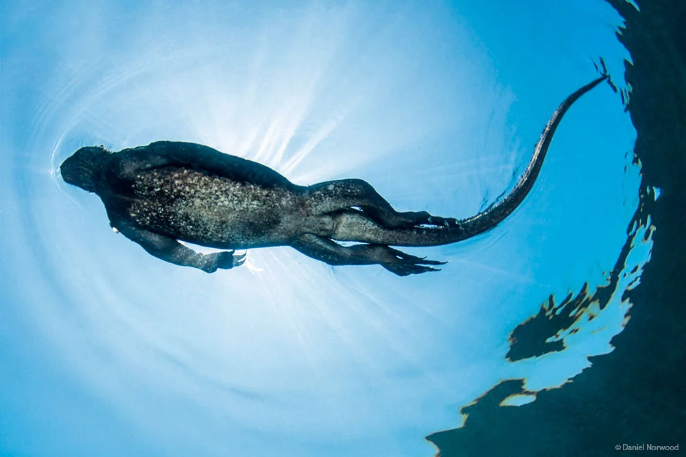 iguana marina delle galapagos
