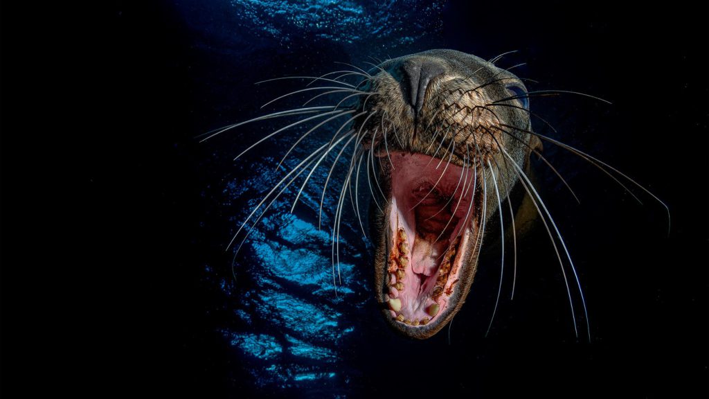 concorso fotografico my shot foca my shot