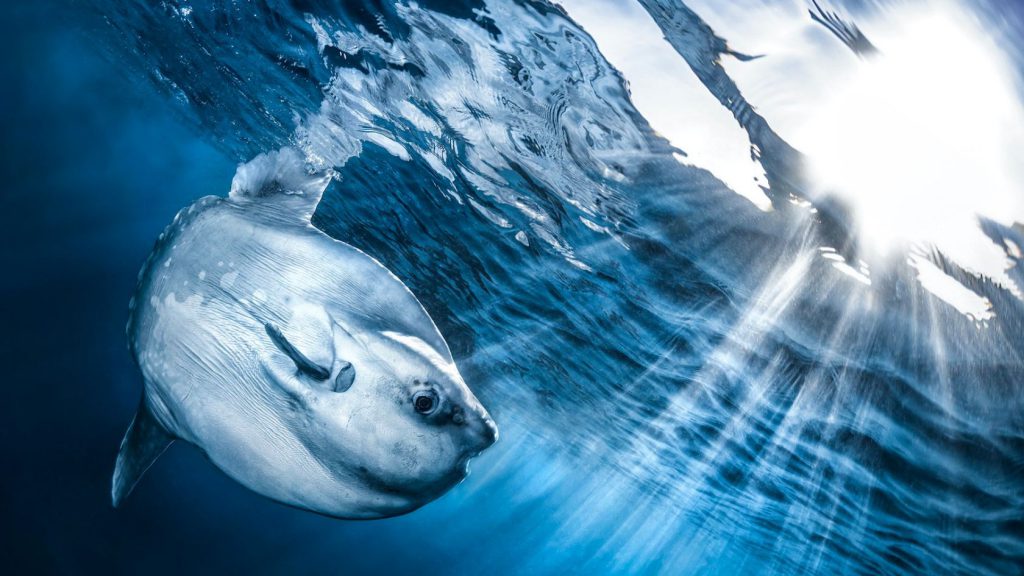 my shot 2024 pesce luna