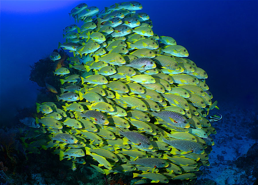 pesci raja ampat agusta barriera corallina indonesia