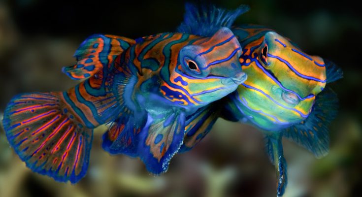 pesce arlecchino mete subacque filippine