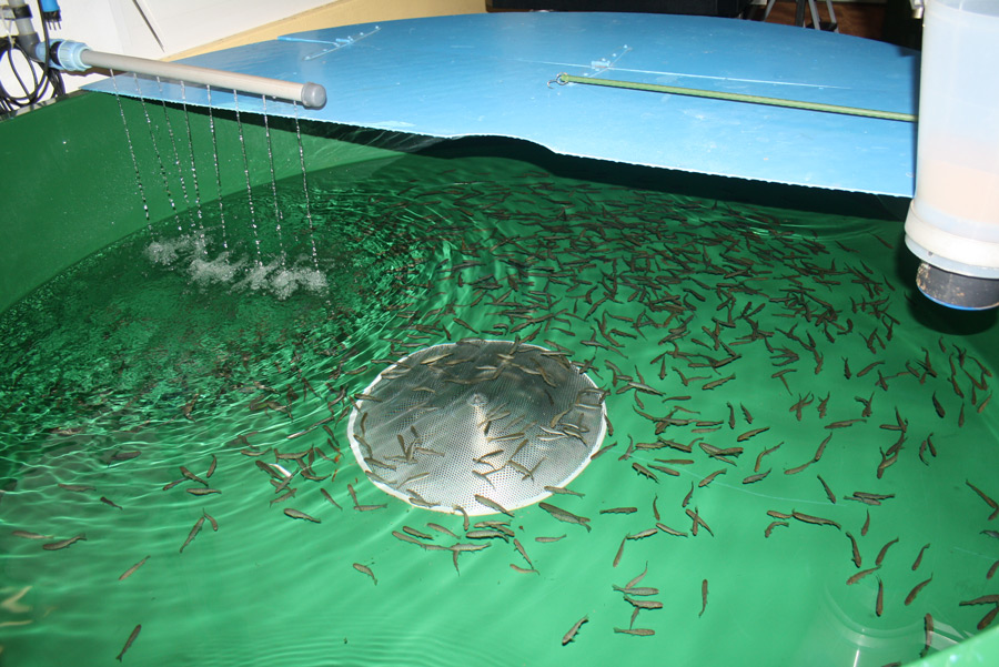 avvannotti ripopolamento