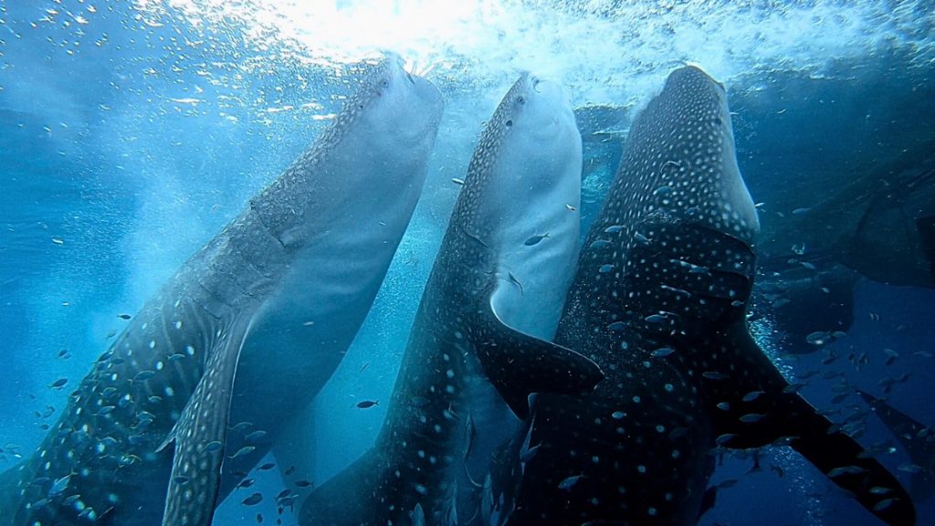 crociera squali balena dewi