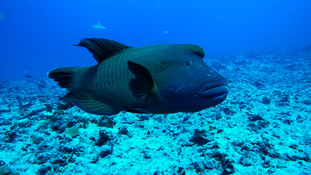 Fakarava pesce tropicale