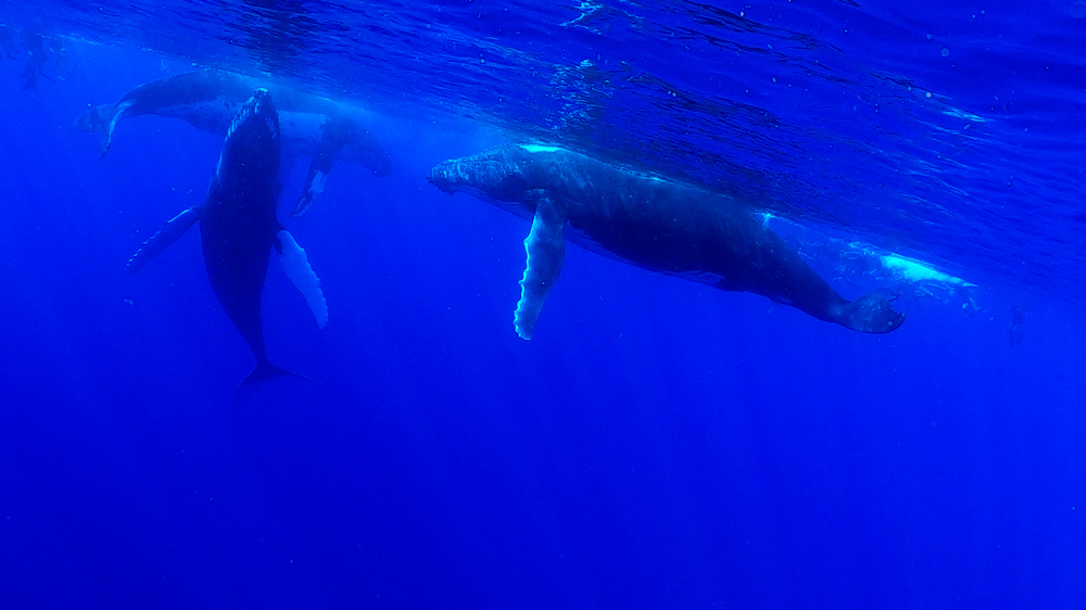 megattere moorea immersioni snorkeling