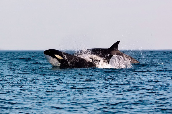 orche sud africa crociera