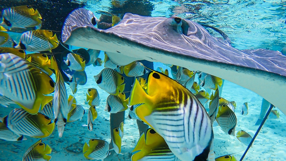 polinesia mante e pesci tropicali