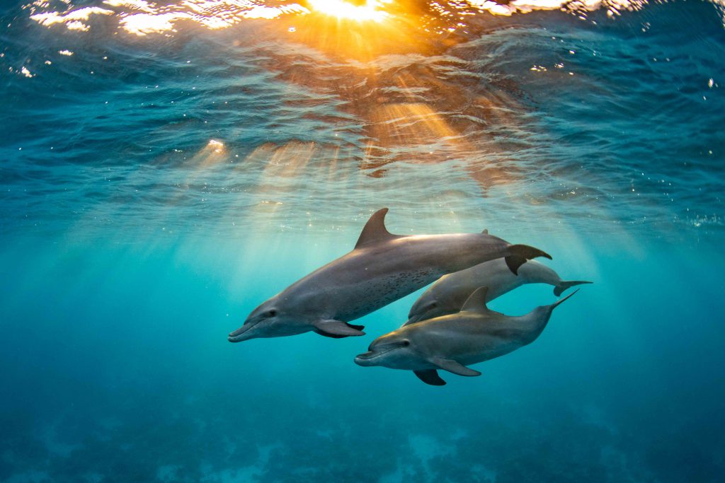 my shot 2024 pesce luna