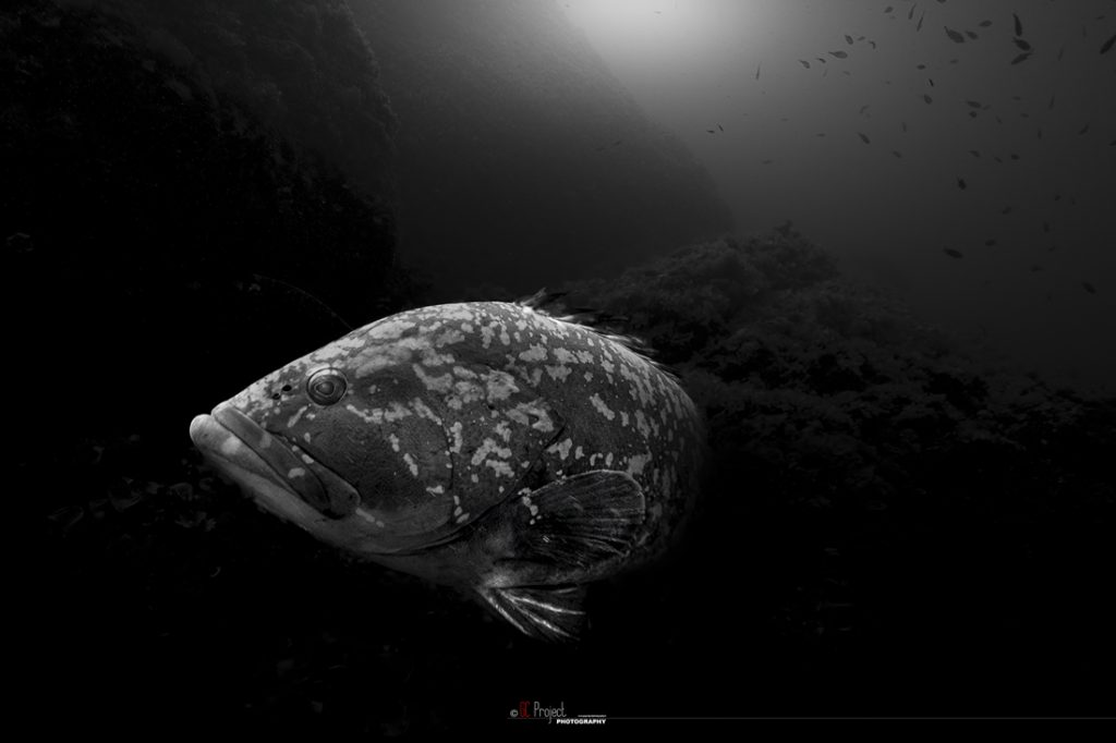 Cernia bruna secca gonzatti liguria