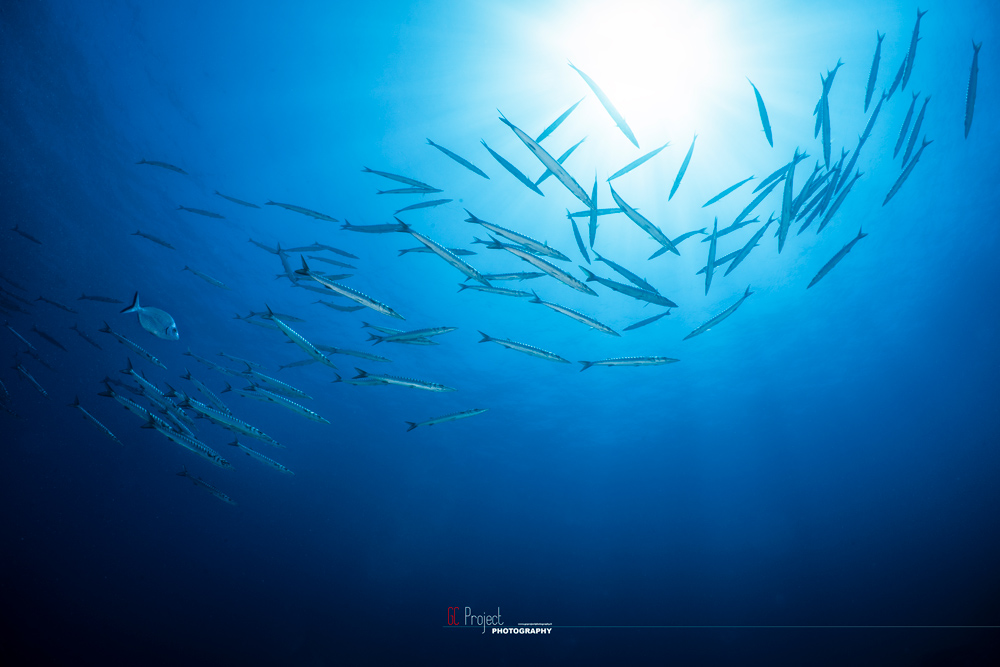 barracuda a portofino secca gonzatti amp immersioni con massub