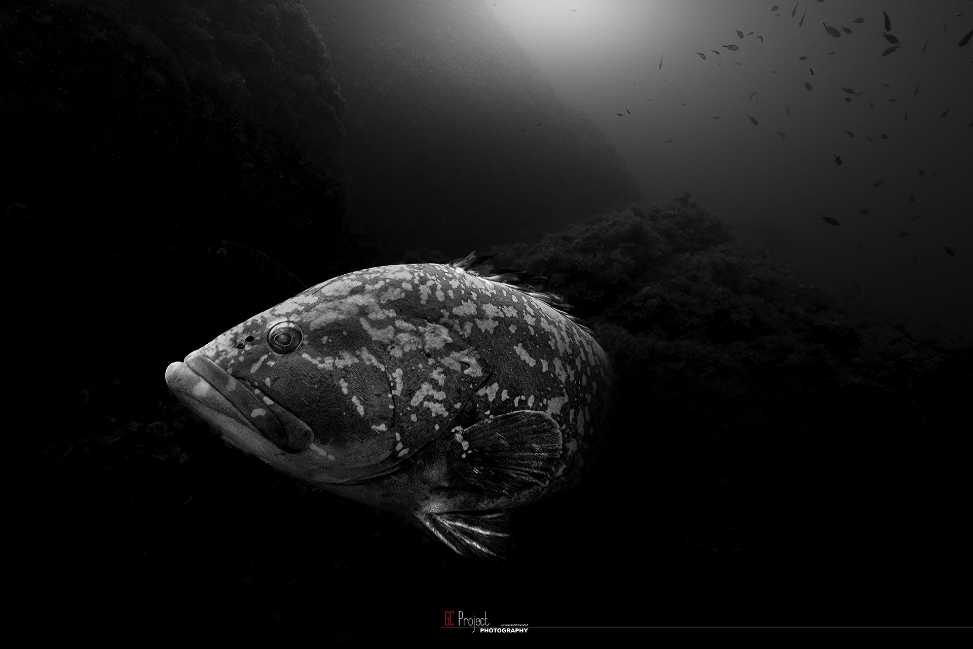 cernia bruna Portofino