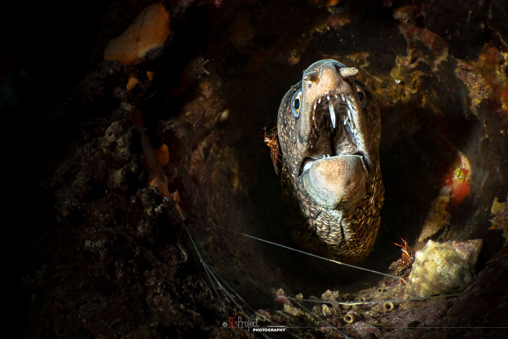 murena secca gonzatti liguria