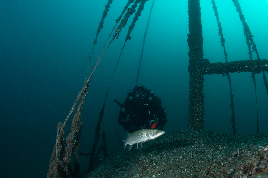 immersione rebreather niente bolle e i pesci si avvicinano