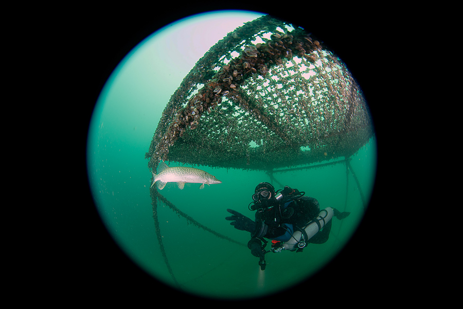 luccio italico lago subacqueo