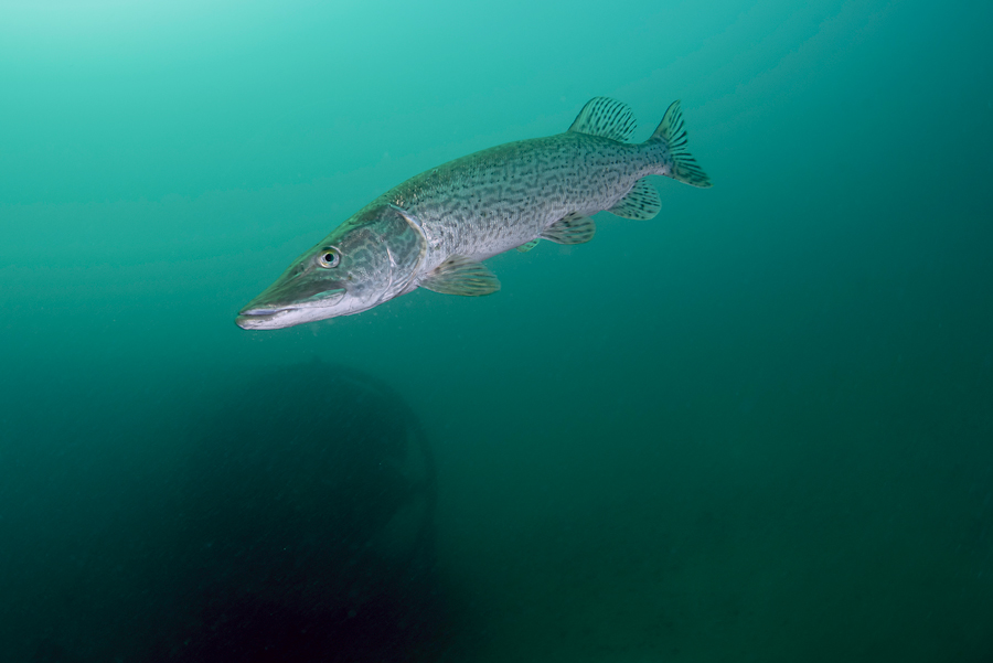pesci nel lago nord italia