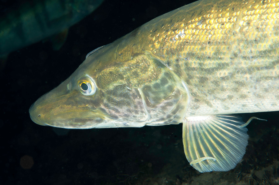 luccio sanguisughe garda