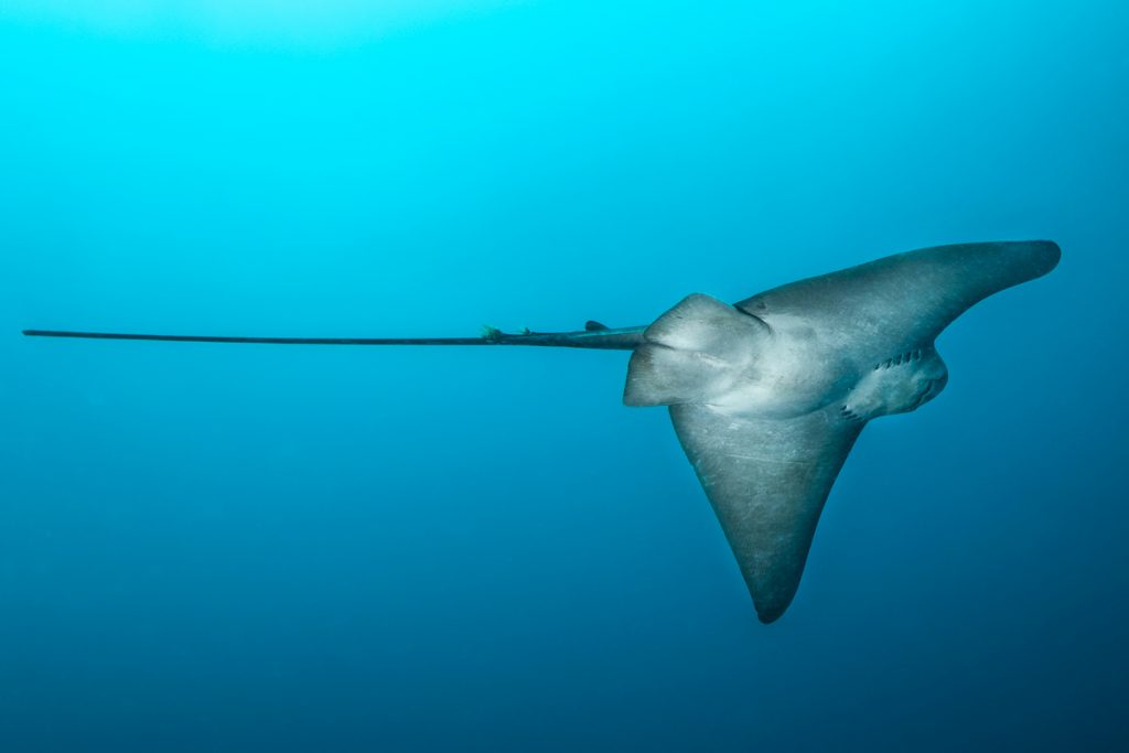 Aquila di mare in immersione nel Mediterraneo, esempio di specie nuove nel bacino