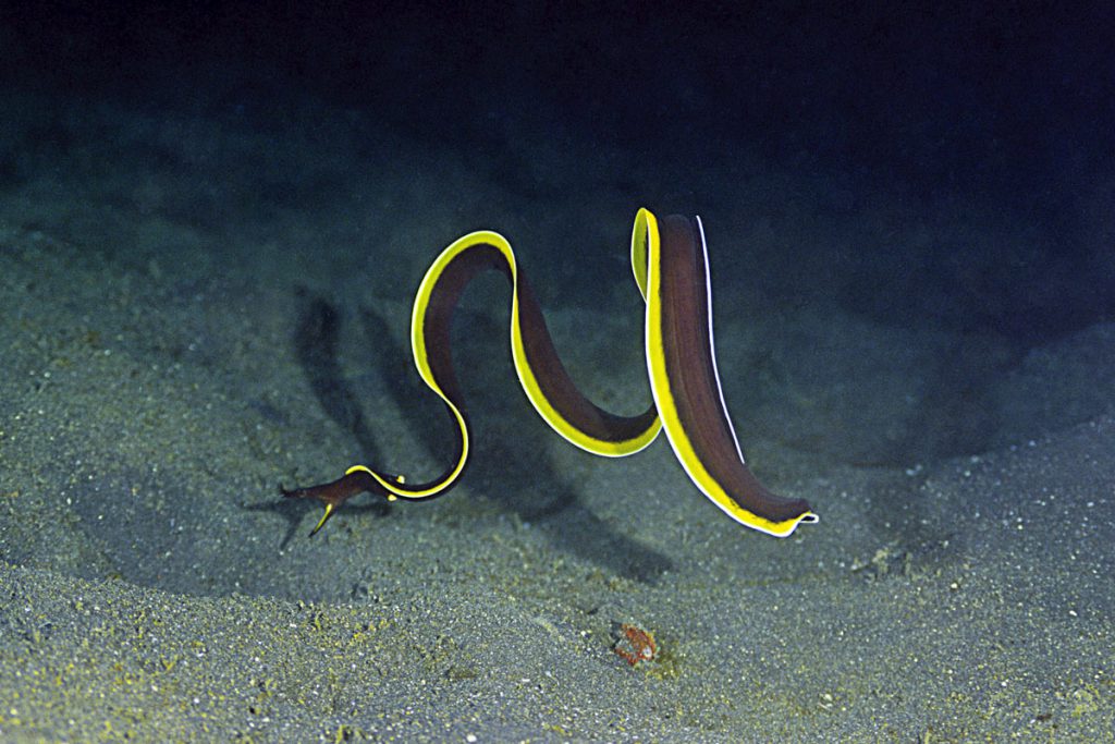 Murena nastriforme (Rhinomuraena quaesita) giovanile di colore nero con bordi gialli, fotografata su un fondale sabbioso.