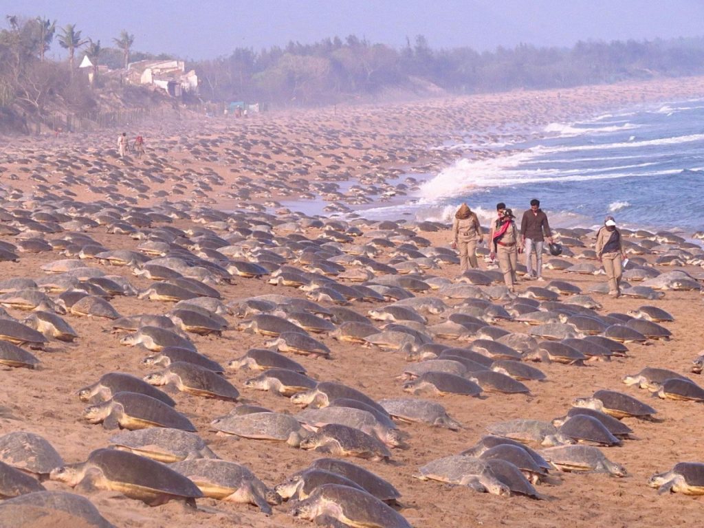 Un enorme gruppo di tartarughe olivacee durante l’arribada, il fenomeno di nidificazione di massa sulle spiagge dell’Odisha, India.