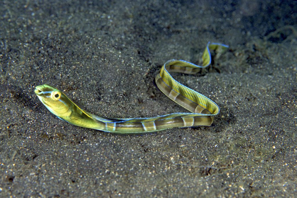 Blenny snake (Xiphasia setifer), pesce dal corpo allungato con bande scure su un fondale sabbioso.
