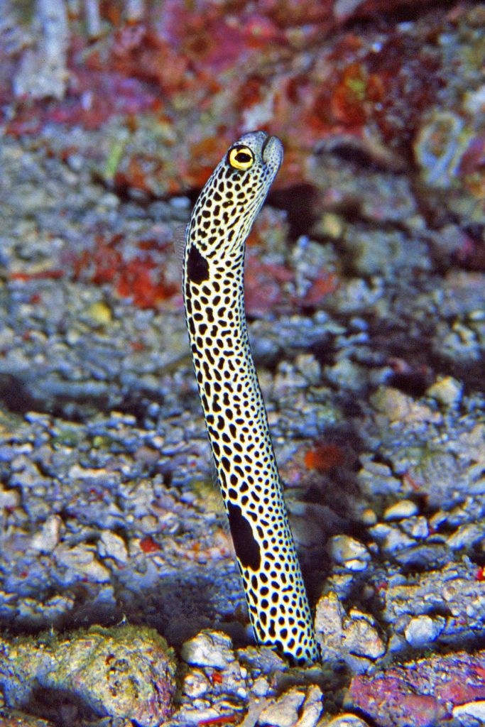 Primo piano di un Garden Eel (Heteroconger hassi), un'anguilla di sabbia dal corpo allungato e maculato, che emerge dal fondale marino a Sipadan, Malaysia. L'immagine cattura il suo comportamento timido e il tipico habitat sabbioso vicino alla barriera corallina.