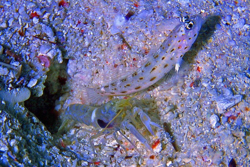Un Gobide (Anblyeleotris steinitzi) e un Gambero pistolero (Alpheus djeddensis) in simbiosi su un fondale sabbioso nel Mar Rosso. Il gobide fa da sentinella mentre il gambero scava e mantiene la tana, una tipica relazione mutualistica marina.
