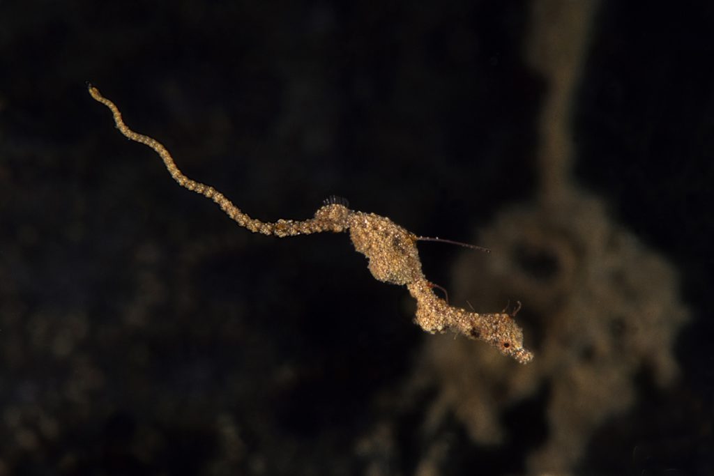 Lembeh seadragon (Kyonemichthys rumengani), piccolo pesce ago mimetico con corpo sottile e rugoso, fotografato in acqua libera.