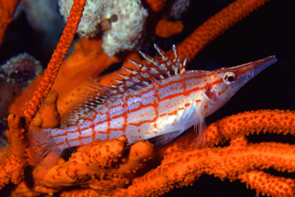 Pesce falco a muso lungo (Oxycirrhites typus) con livrea bianca e rossa, appoggiato tra i rami di una gorgonia arancione.