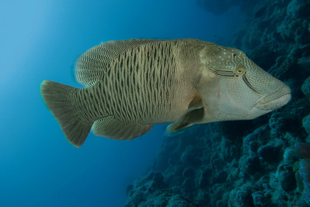 pesce mar rosso vacanza subacquea