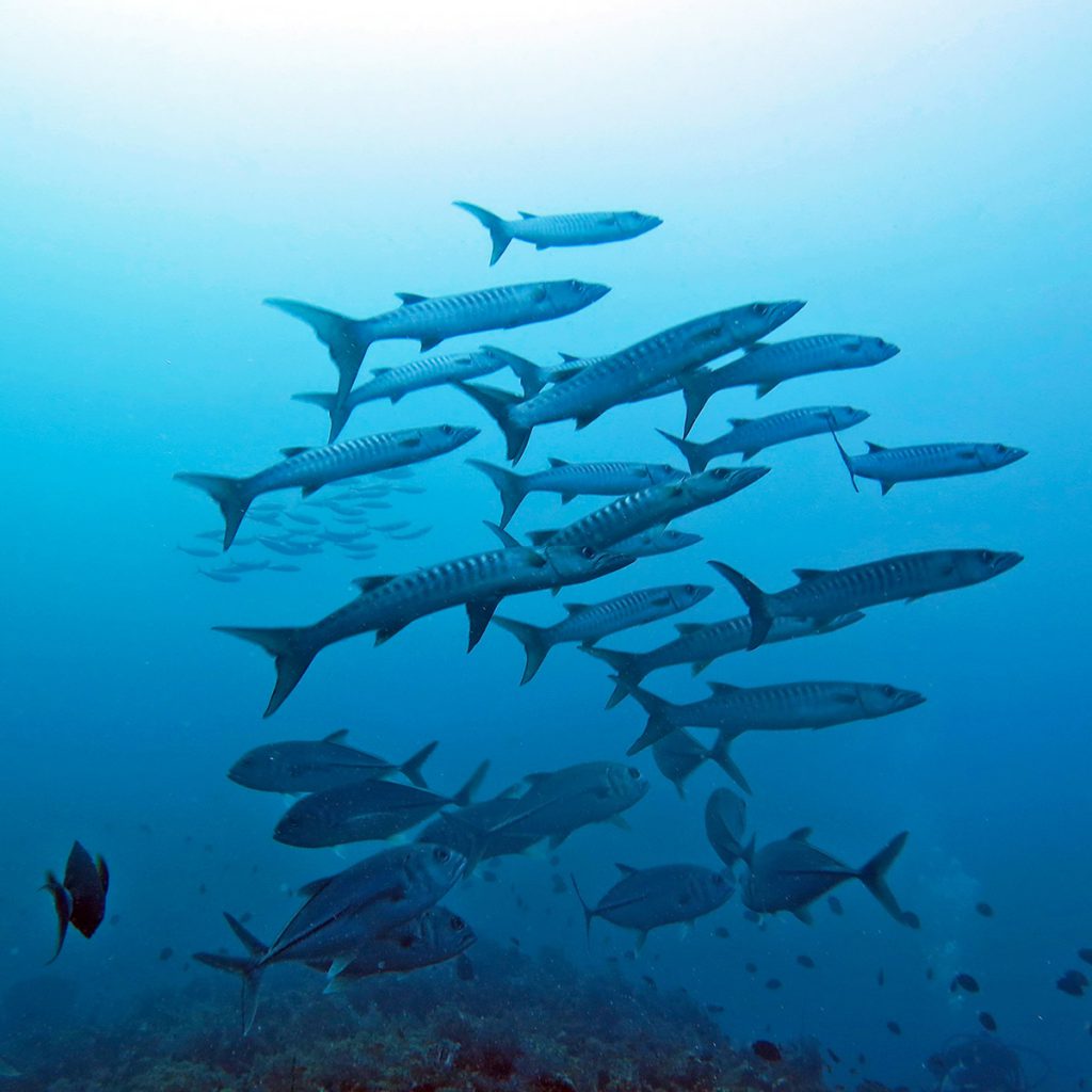 Branco di barracuda a Farasan Banks