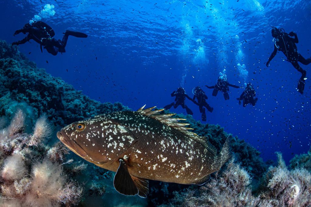 Cernia in primo piano mentre un gruppo di subacquei esplora il fondale marino in acque limpide.